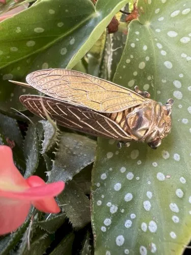 Ancienne Broche Cigale Argent Poinçon Sanglier Debut 20 Eme Unisexe Vintage